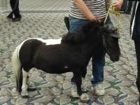 A small horse