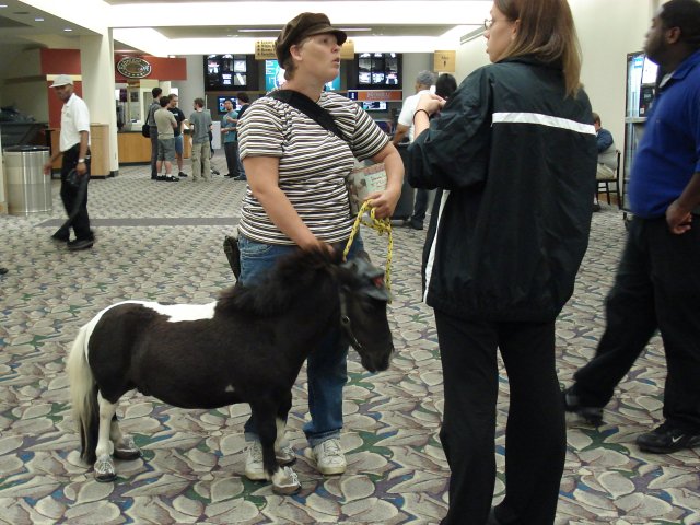 A small horse