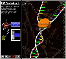 [Graphic: DNA applet screenshot]